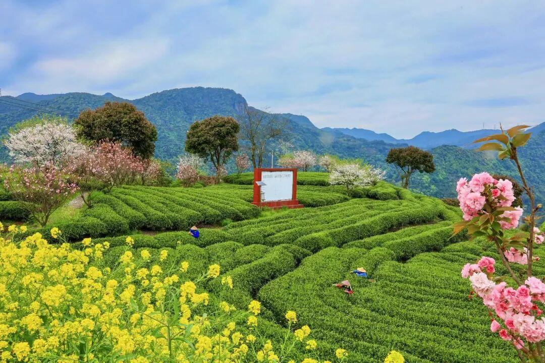 闽东坦洋工夫跨越百年，一枚邮戳传递世界茶香(图9)