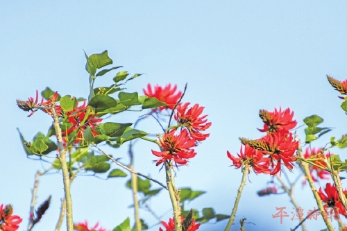 冬日平潭：蓝白主色调，藏着芦苇金黄、刺桐红等暖暖小惊喜(图3)