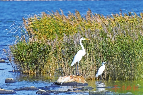 冬日平潭：蓝白主色调，藏着芦苇金黄、刺桐红等暖暖小惊喜(图5)