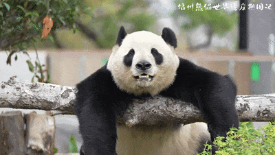 1月17日福州熊猫世界开放！快来和国宝大熊猫温暖相遇(图2)