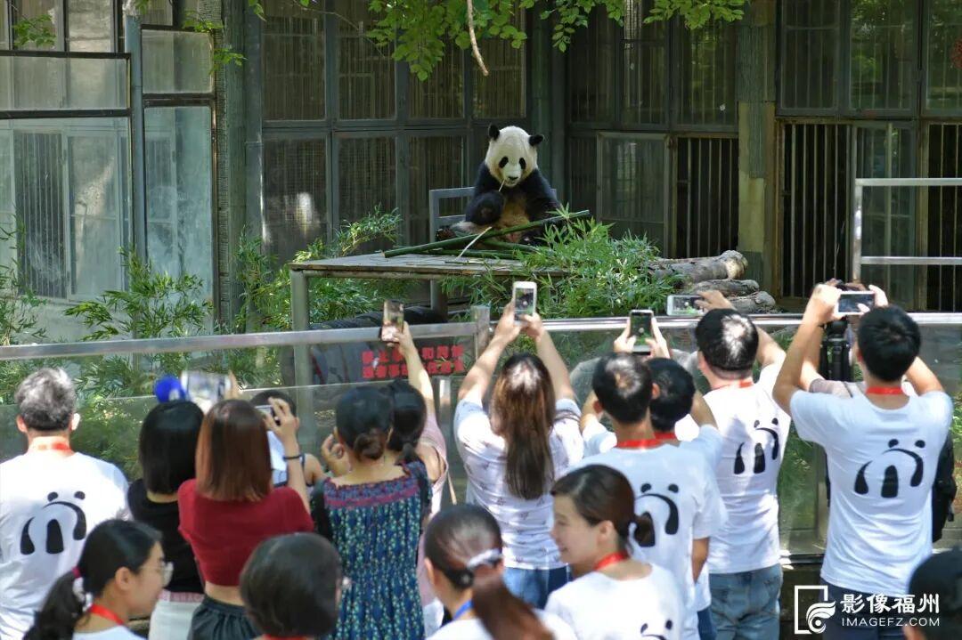 1月17日福州熊猫世界开放！快来和国宝大熊猫温暖相遇(图12)