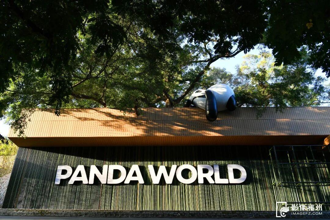 1月17日福州熊猫世界开放！快来和国宝大熊猫温暖相遇(图6)