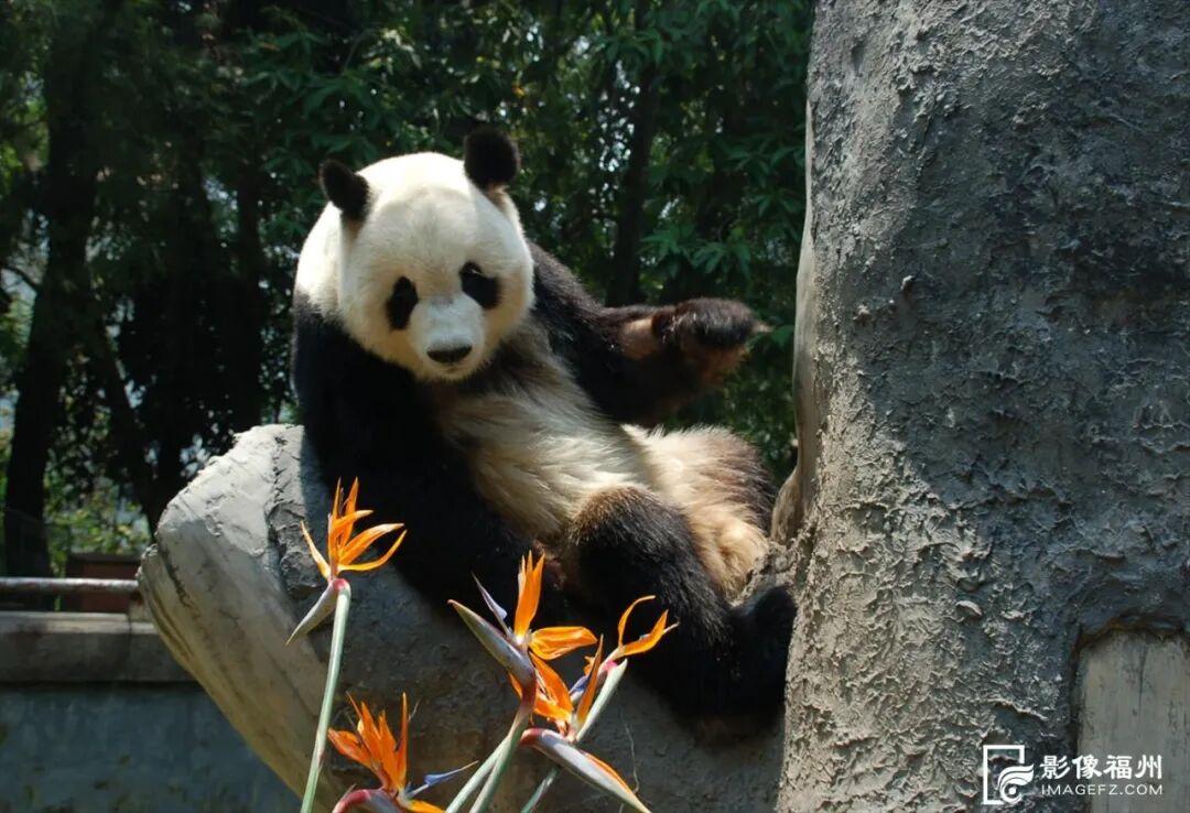 1月17日福州熊猫世界开放！快来和国宝大熊猫温暖相遇(图9)