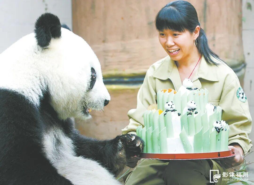 1月17日福州熊猫世界开放！快来和国宝大熊猫温暖相遇(图10)