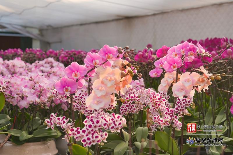 春节临近福州蝴蝶兰成年宵花抢手货，价格亲民品种多(图4)