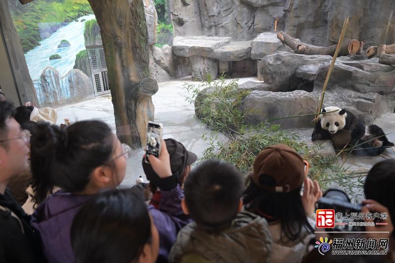 1月17日焕新升级的福州熊猫世界正式开放，速来打卡(图6)