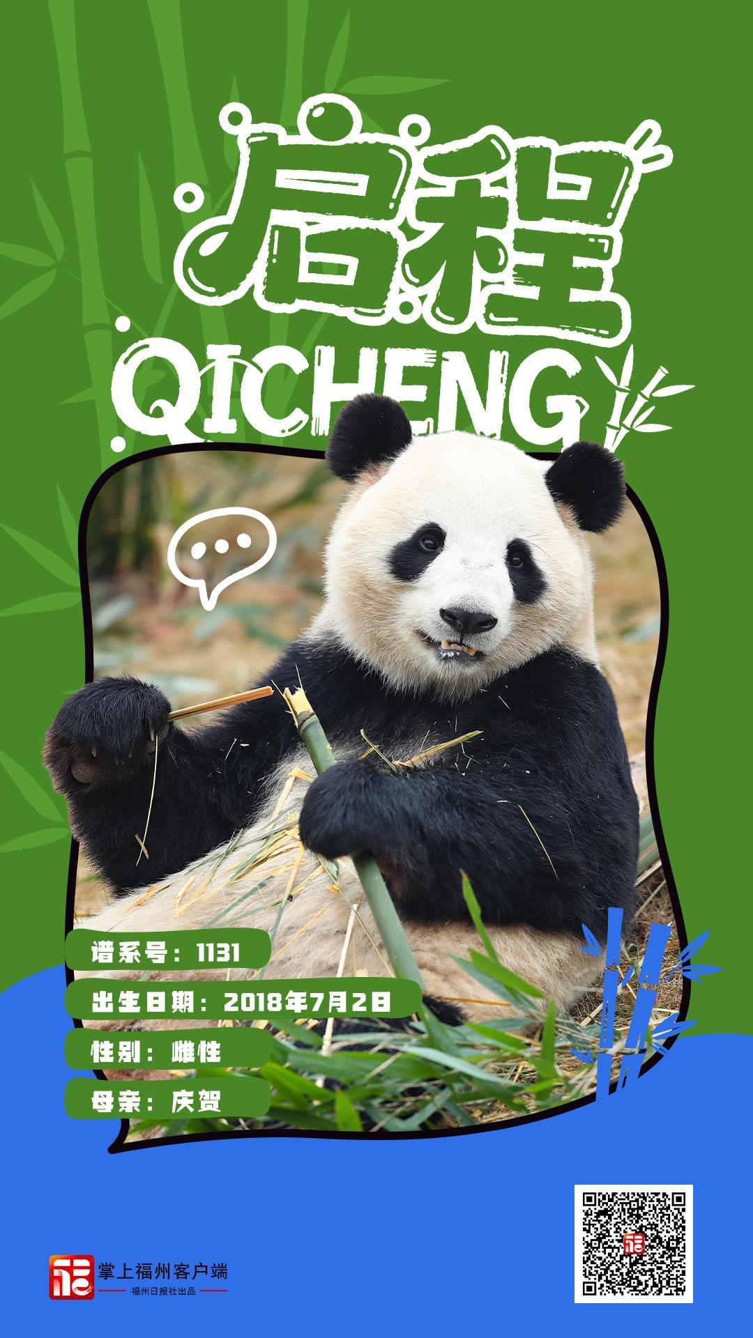 1月17日焕新升级的福州熊猫世界正式开放，速来打卡(图7)