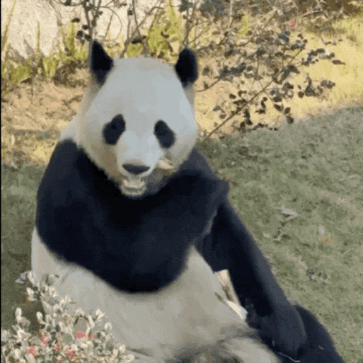 福州熊猫世界开园，五只大熊猫首秀亮相及熊生简历公开(图12)