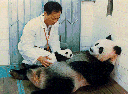 福州熊猫世界开园，五只大熊猫首秀亮相及熊生简历公开(图14)