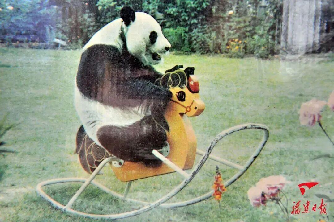 福州熊猫世界开园，五只大熊猫首秀亮相及熊生简历公开(图15)