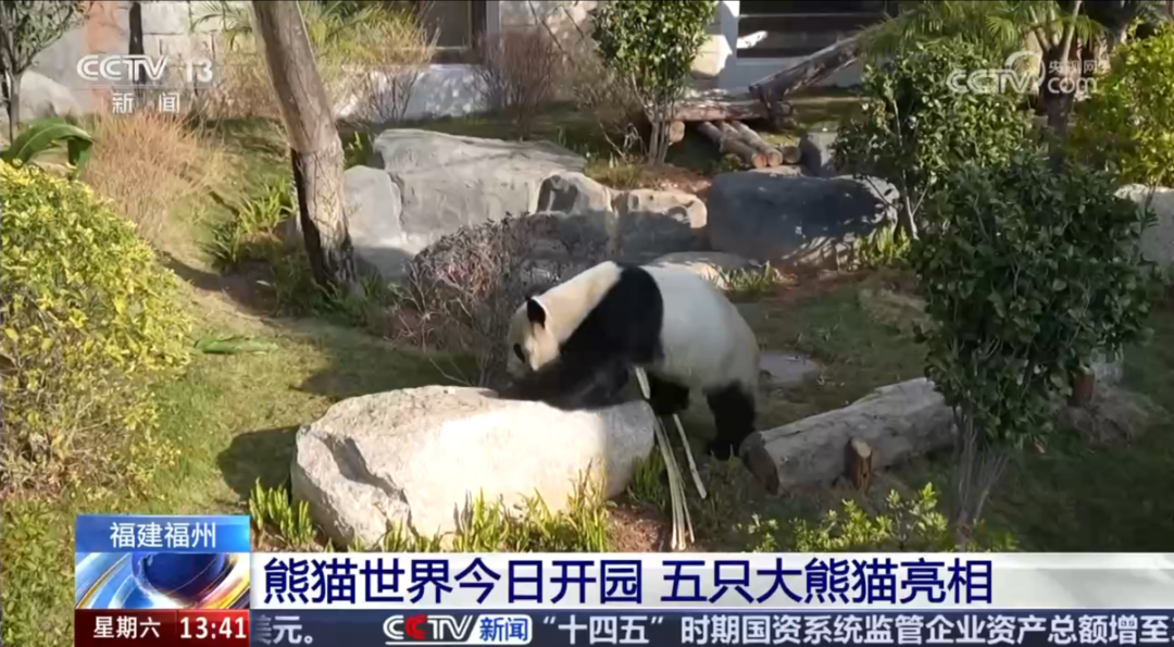福州熊猫世界开园，五只大熊猫首秀亮相及熊生简历公开(图3)