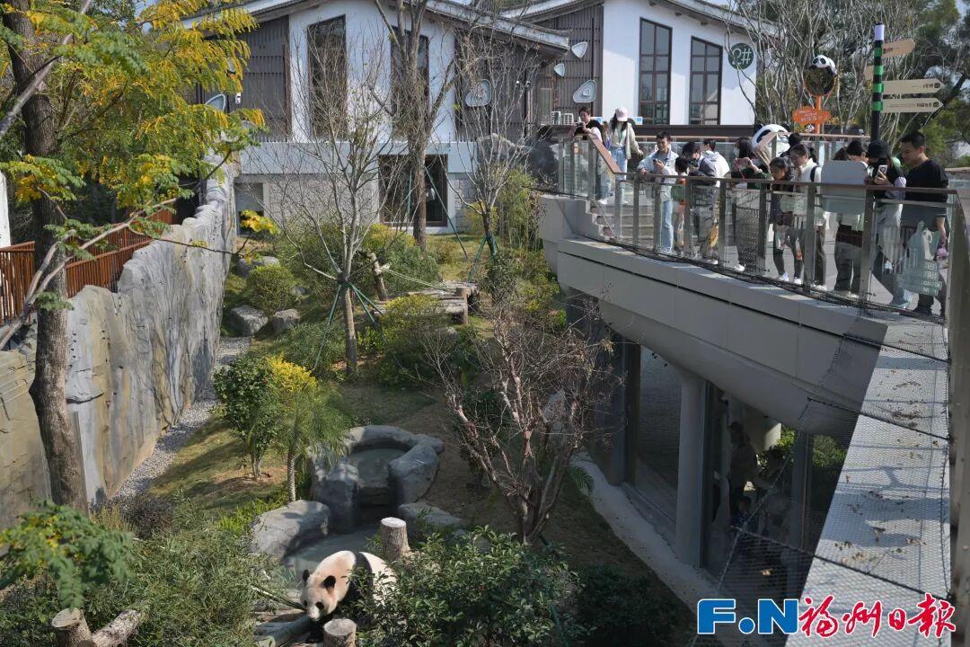 福州熊猫世界开园，五只大熊猫首秀亮相及熊生简历公开(图21)