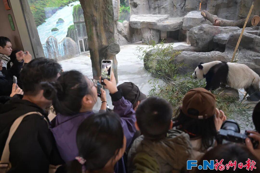 福州熊猫世界开园，五只大熊猫首秀亮相及熊生简历公开(图22)