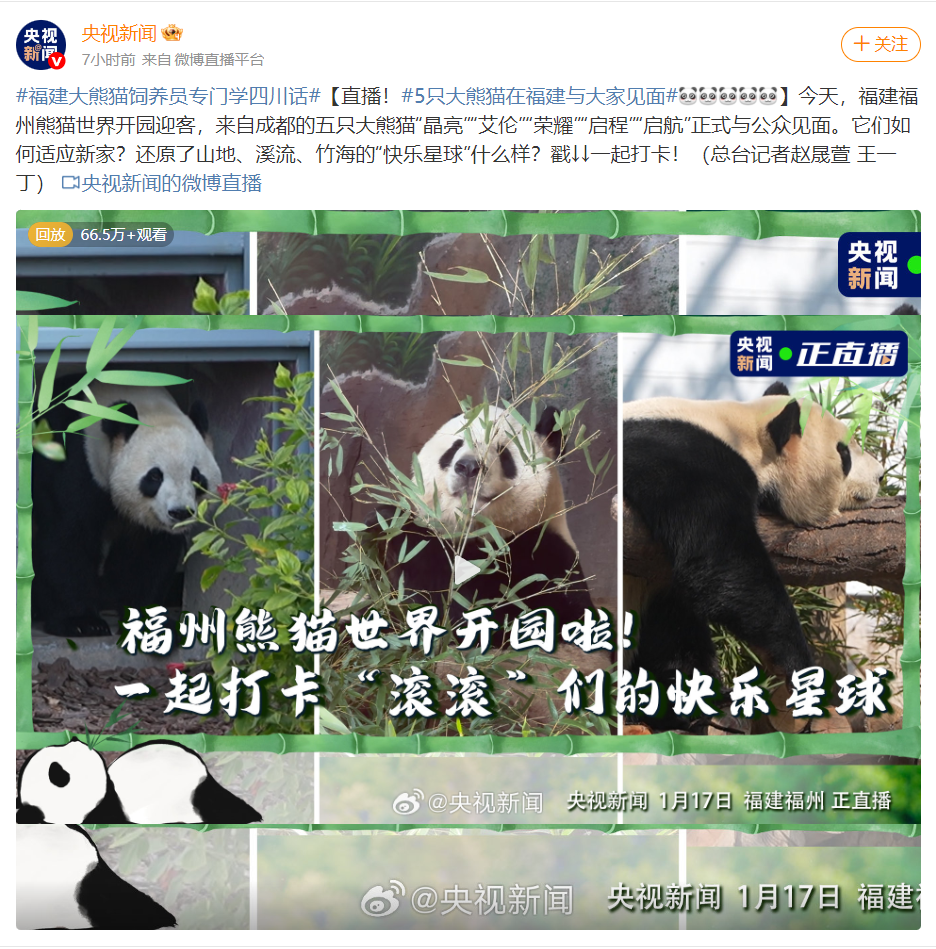 福州熊猫世界开园，五只大熊猫首秀亮相及熊生简历公开(图4)