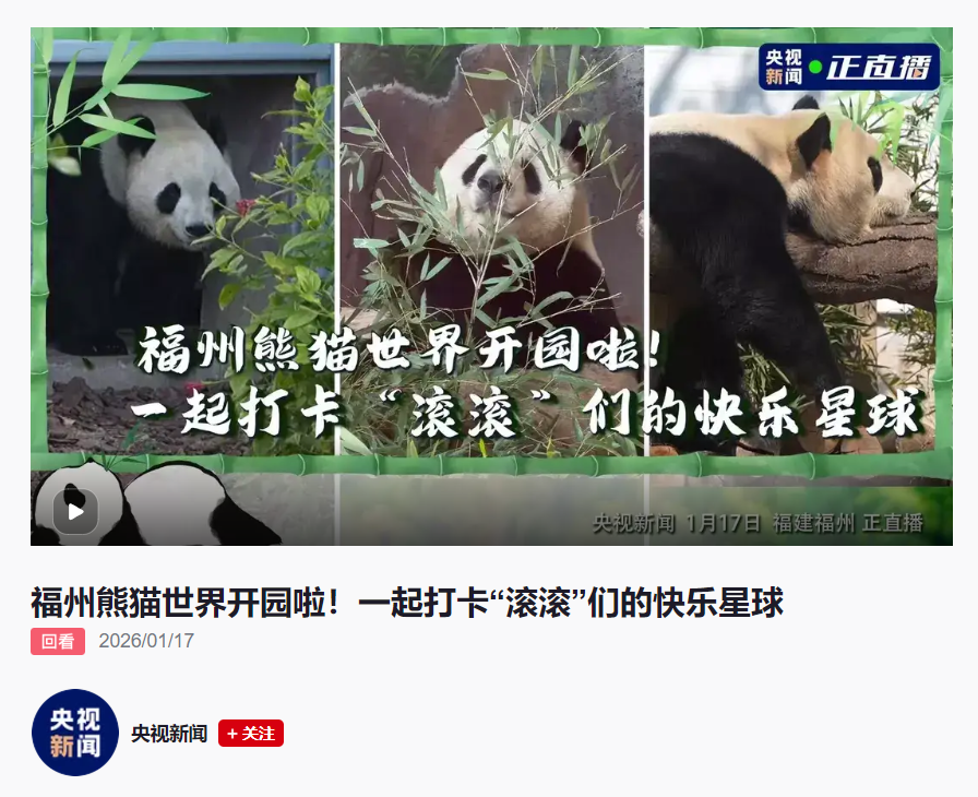 福州熊猫世界开园，五只大熊猫首秀亮相及熊生简历公开(图5)