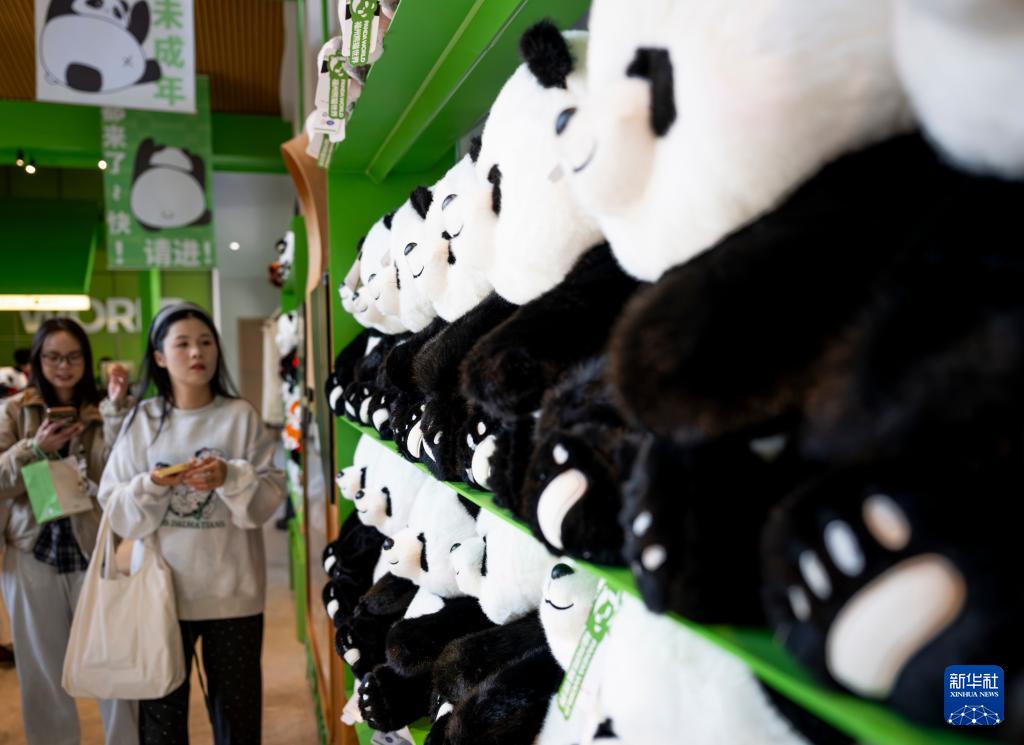 1月17日福州熊猫世界焕新开园，多只熊猫与公众见面啦(图11)