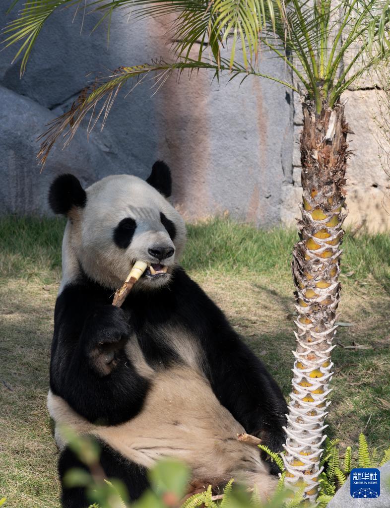 1月17日福州熊猫世界焕新开园，多只熊猫与公众见面啦(图12)