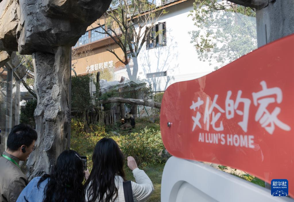 1月17日福州熊猫世界焕新开园，多只熊猫与公众见面啦(图7)