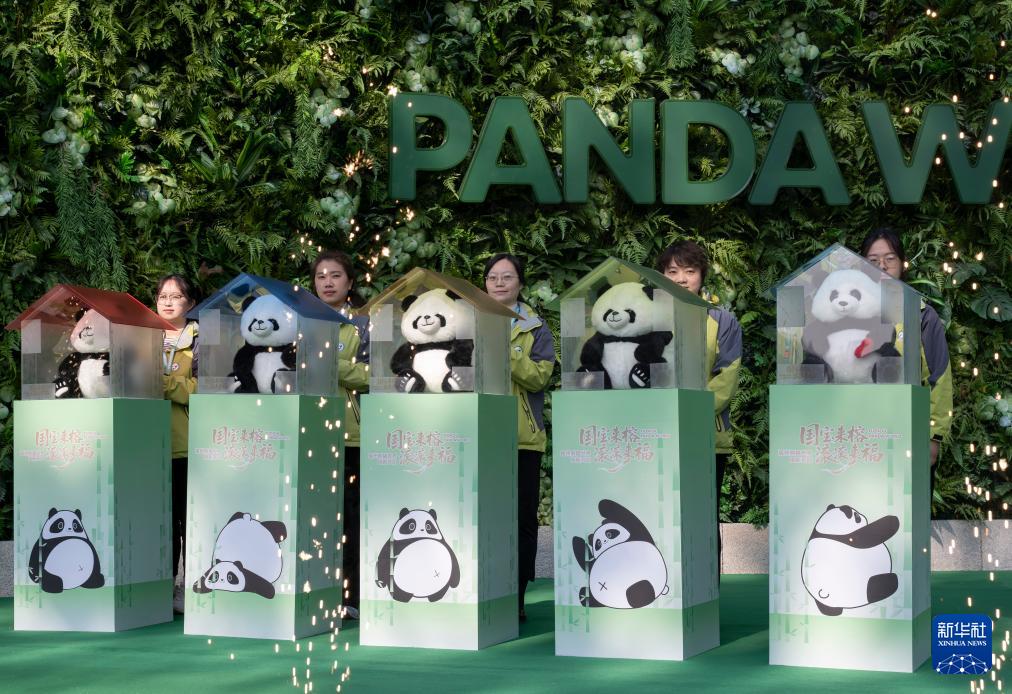 1月17日福州熊猫世界焕新开园，多只熊猫与公众见面啦(图10)