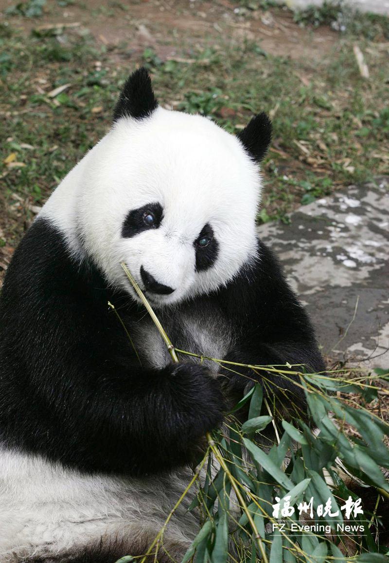 5只大熊猫17日亮相福州，49年国宝情缘温暖众人(图2)