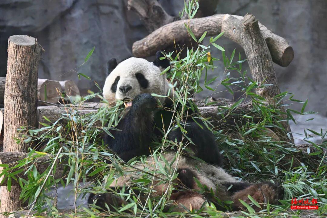 福州熊猫世界开园！70、80、90 后共同的熊猫童年记忆(图1)