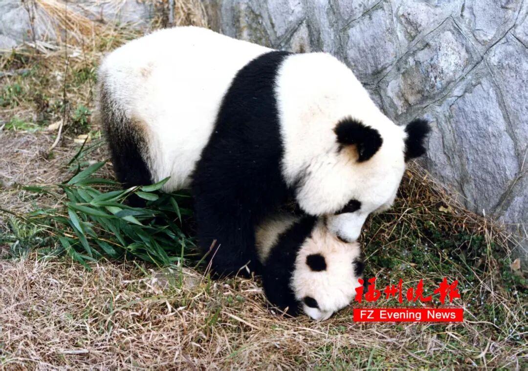 福州熊猫世界开园！70、80、90 后共同的熊猫童年记忆(图11)