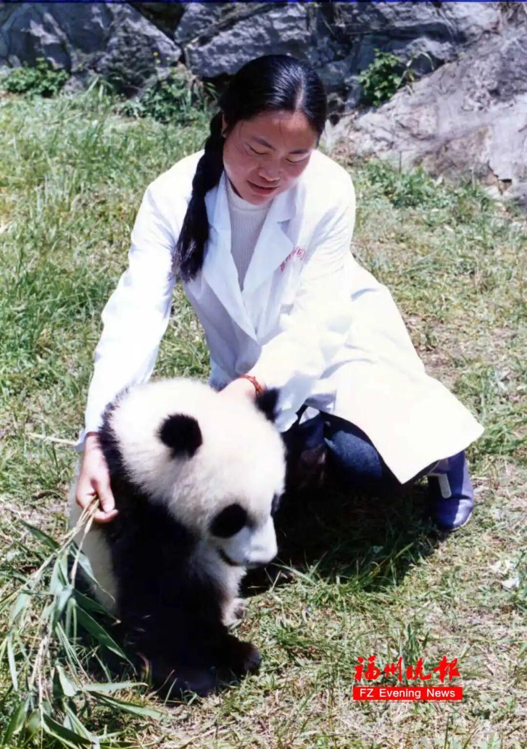 福州熊猫世界开园！70、80、90 后共同的熊猫童年记忆(图12)