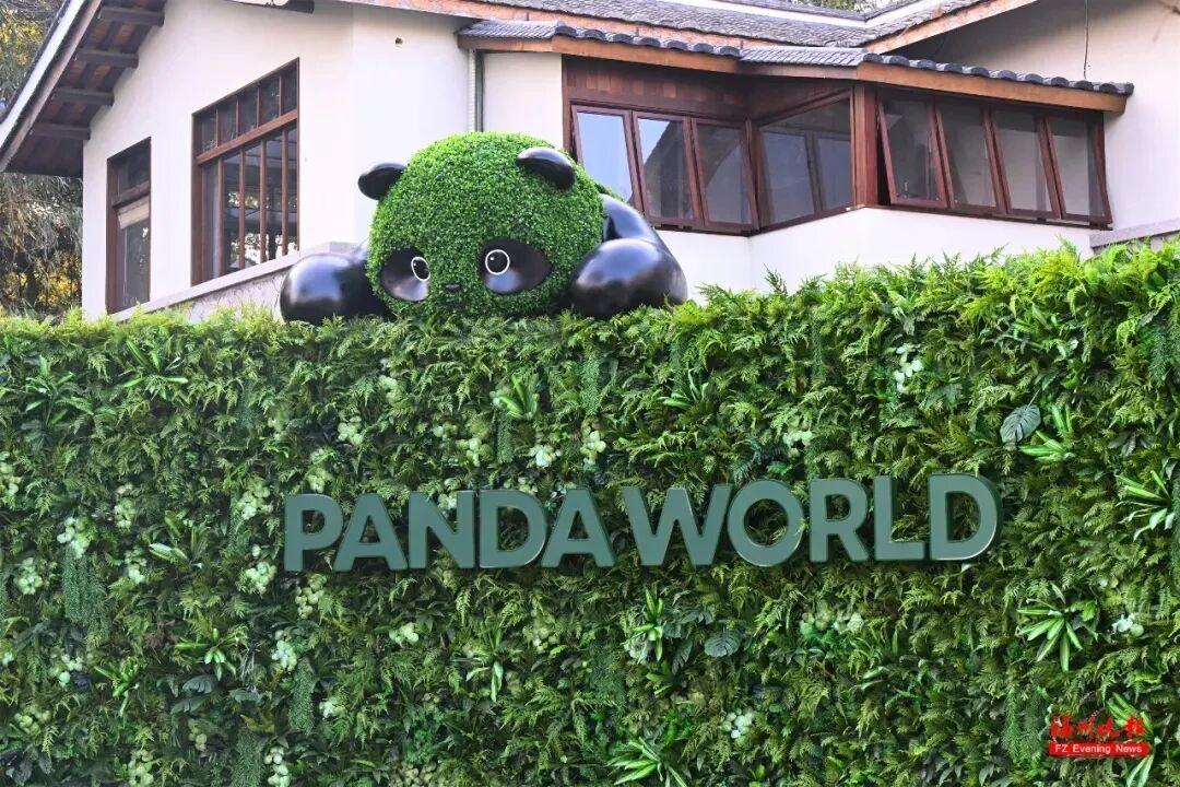 福州熊猫世界开园！70、80、90 后共同的熊猫童年记忆(图13)