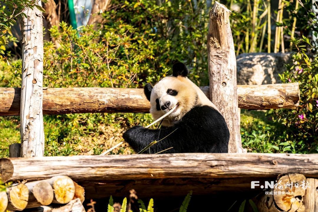福州熊猫世界焕新开园，台北祝福勾起两岸熊猫粉美好回忆(图2)