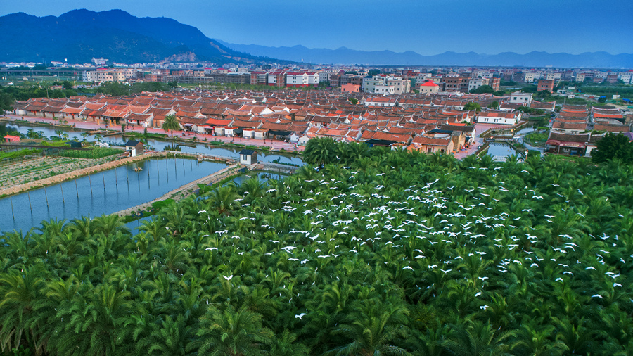 漳州春节文旅活动亮点多，邀您感受闽南年味与独特魅力(图4)