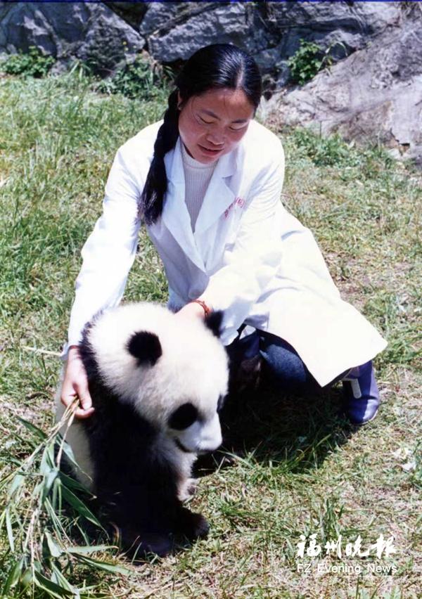福州熊猫世界焕新开园，唤起几代人关于熊猫的共同记忆(图2)