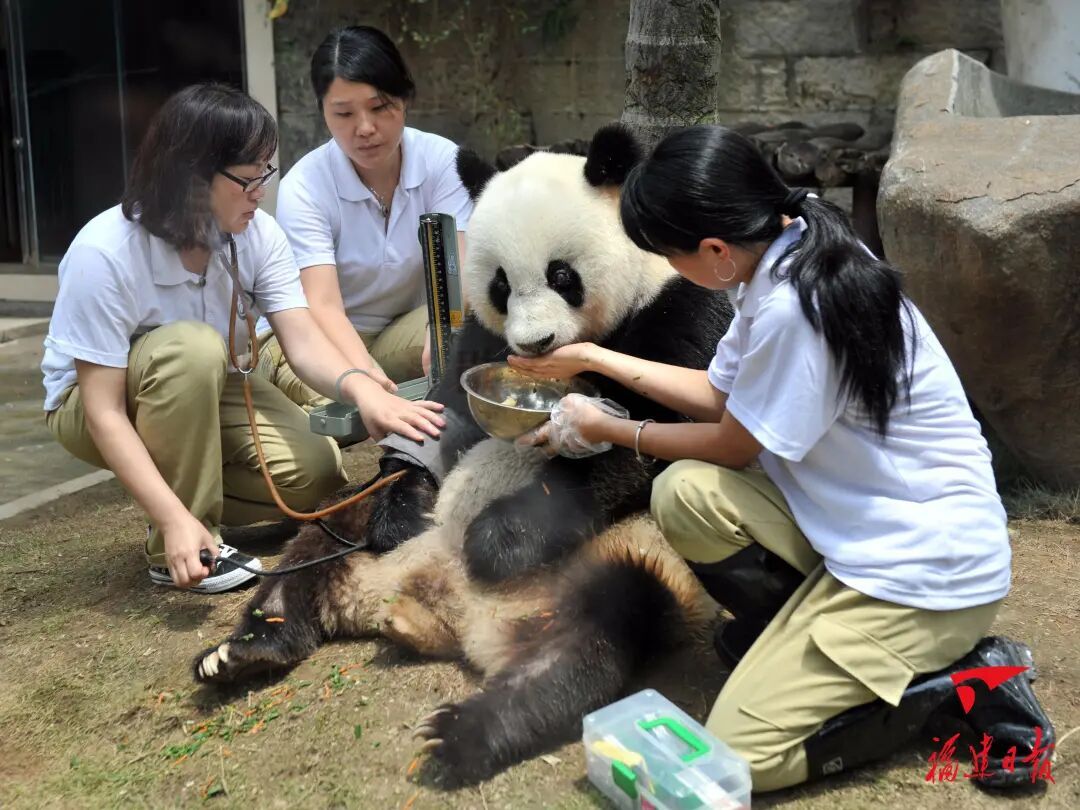 福州熊猫世界：大熊猫的故事与福州团队的多年守护(图5)