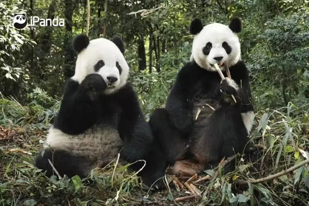 福州熊猫世界：大熊猫的故事与福州团队的多年守护(图8)