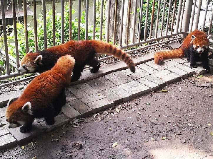 福州熊猫世界：大熊猫的故事与福州团队的多年守护(图9)