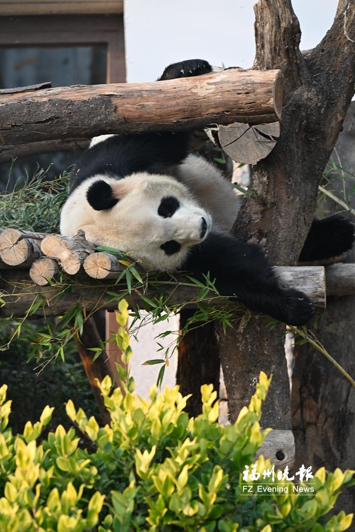 福州熊猫世界开园，5只熊猫性格各异，快来认识懒洋洋的‘姐姐熊’启程(图2)