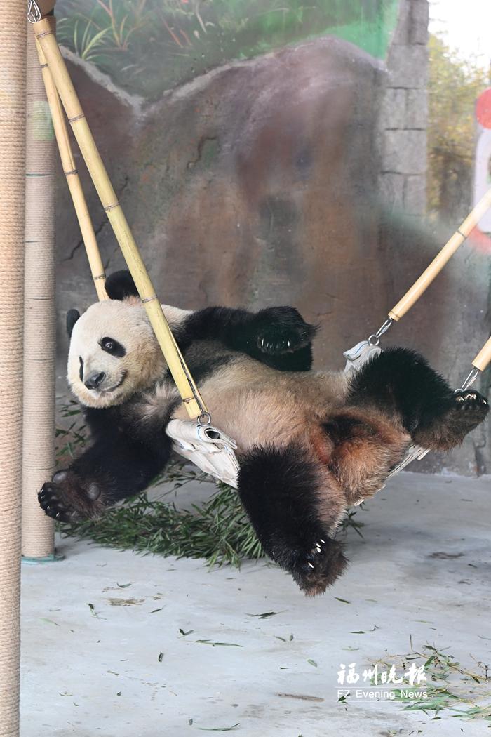 福州熊猫世界开园，5只熊猫性格各异，快来认识懒洋洋的‘姐姐熊’启程(图5)