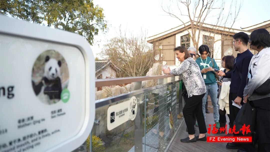 70 多岁美国女士乔治妮千里来榕会熊猫‘巴斯’(图4)