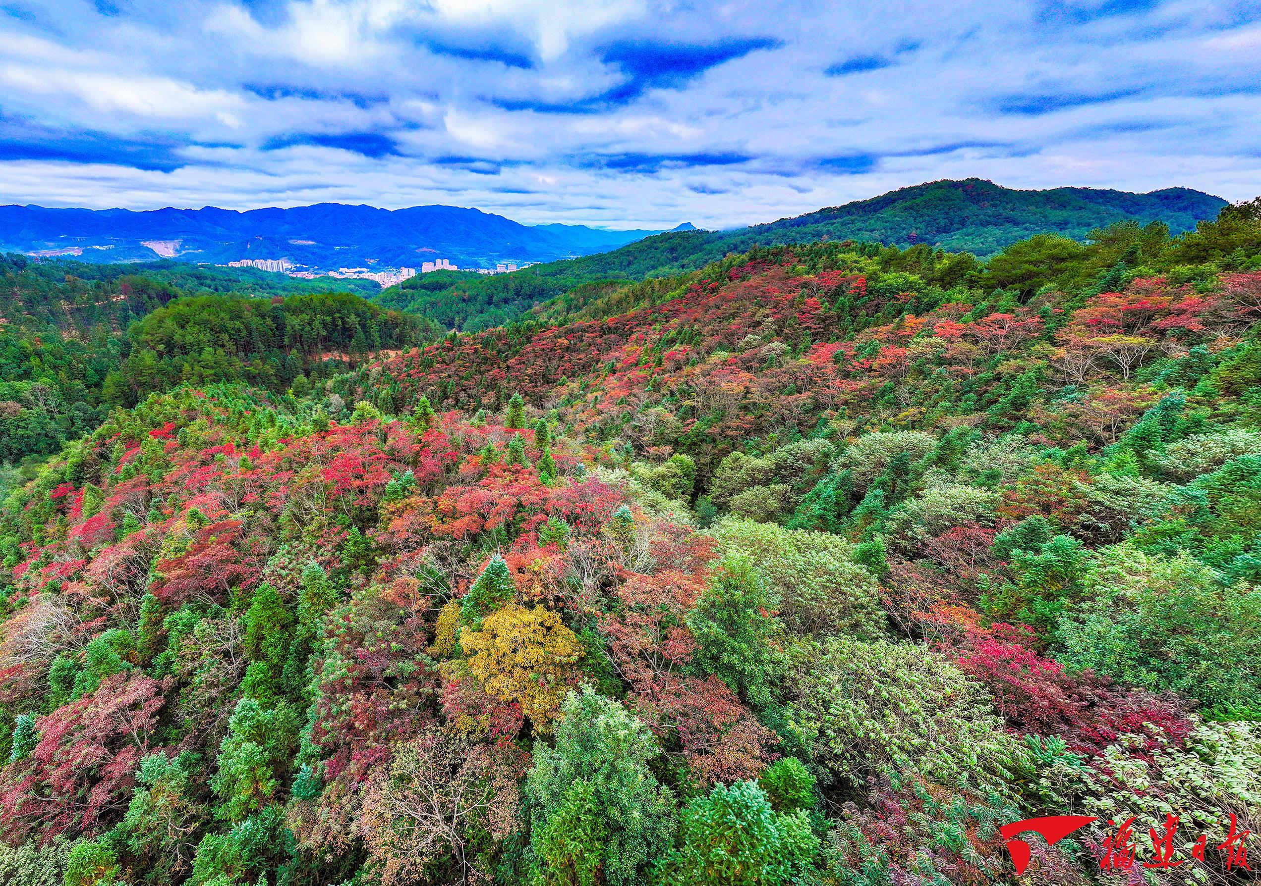 福建森林覆盖率全国第一，扩绿兴绿护绿，怎么种好一棵树一片林？(图3)