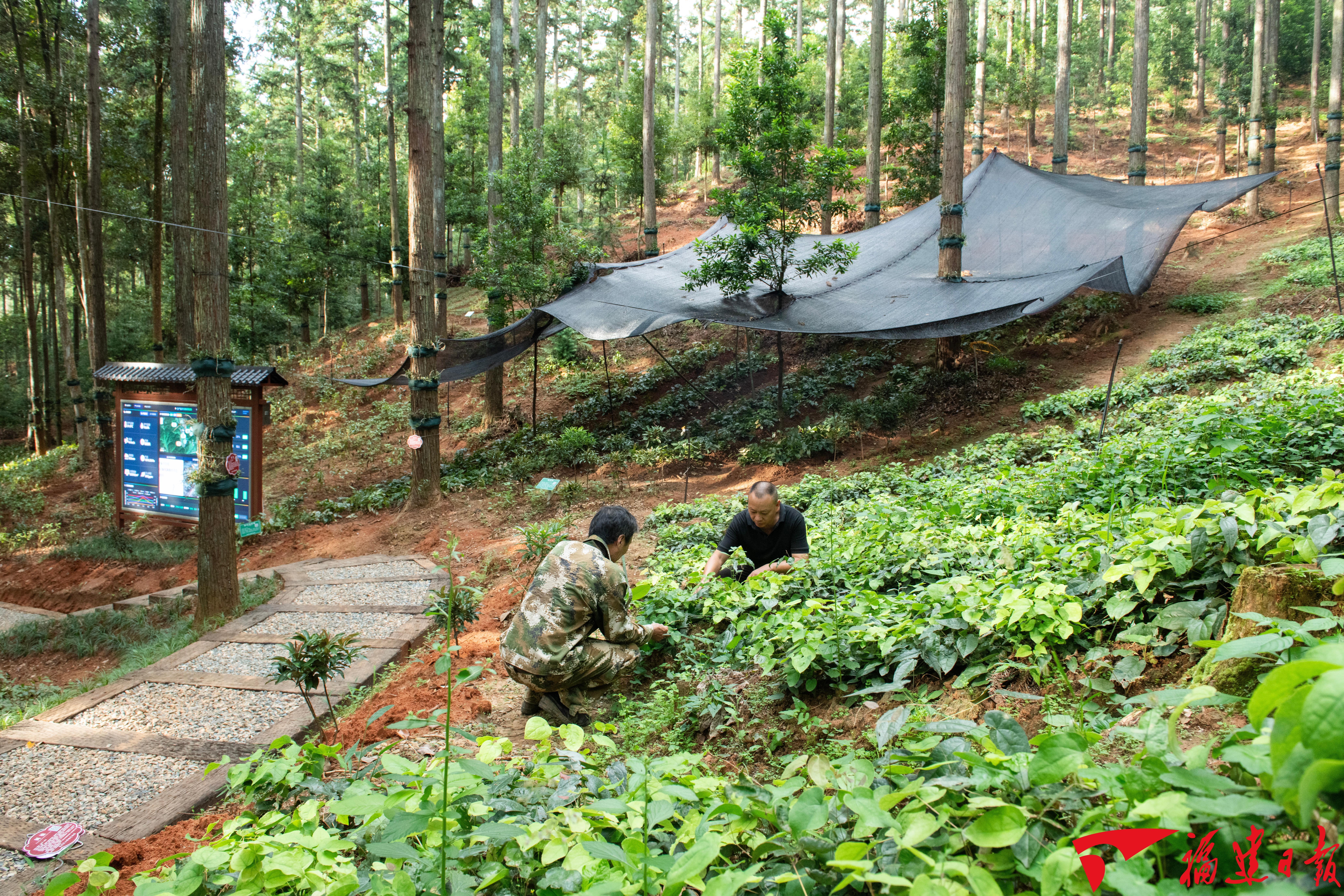 福建森林覆盖率全国第一，扩绿兴绿护绿，怎么种好一棵树一片林？(图5)
