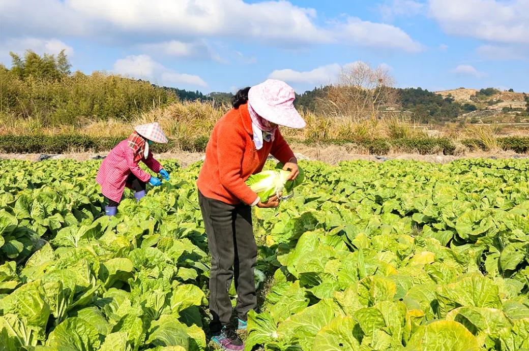 福州连江冬日美味：霜打白菜、仁山白粿、东岱白粿面上市啦(图1)