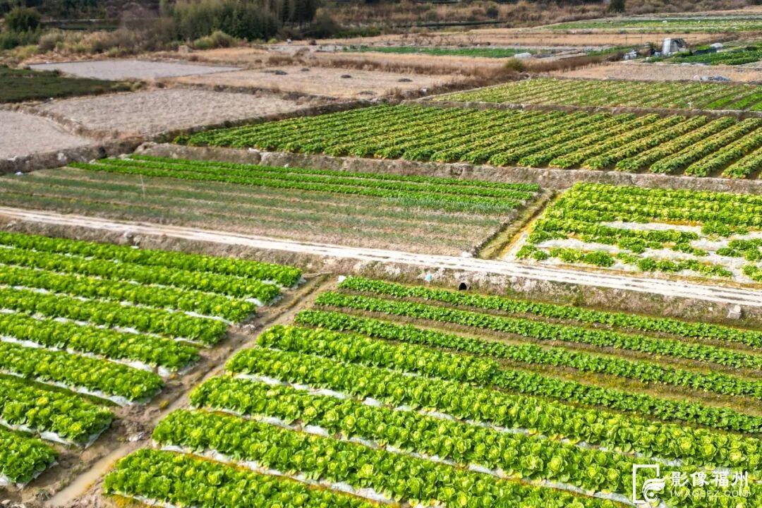 福州连江冬日美味：霜打白菜、仁山白粿、东岱白粿面上市啦(图2)