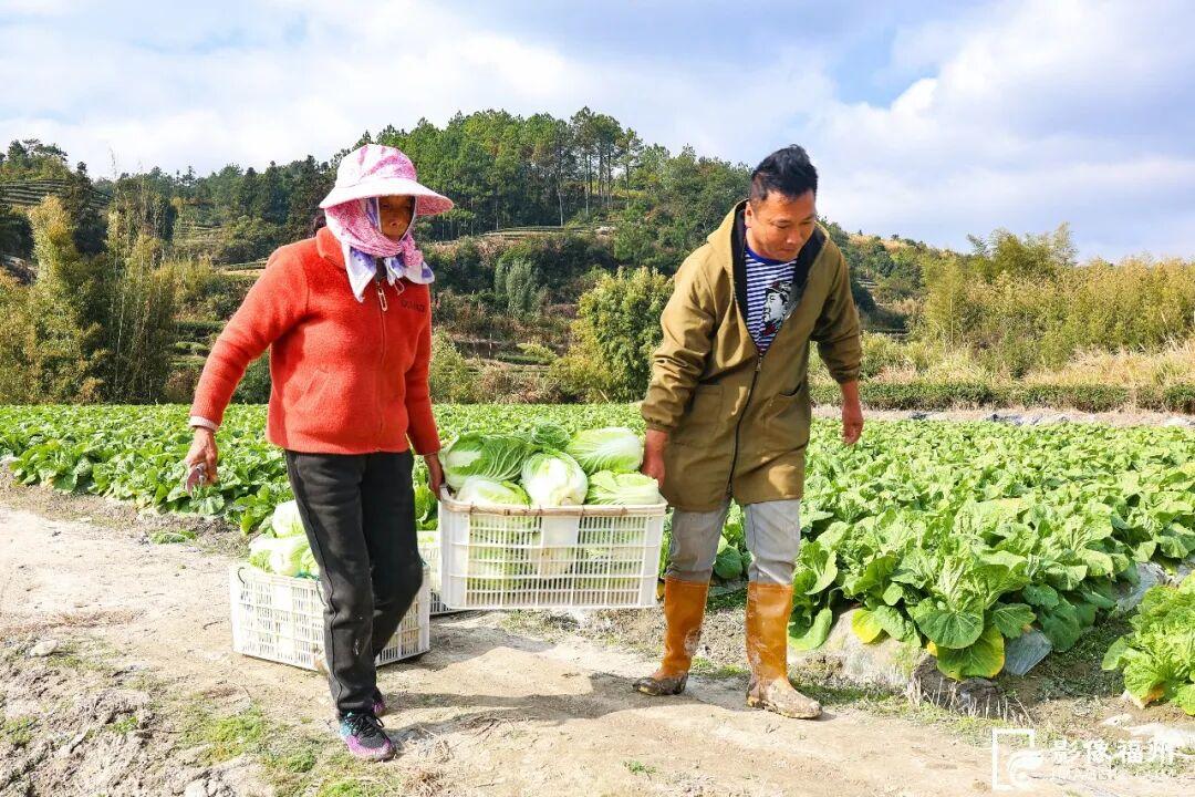 福州连江冬日美味：霜打白菜、仁山白粿、东岱白粿面上市啦(图3)