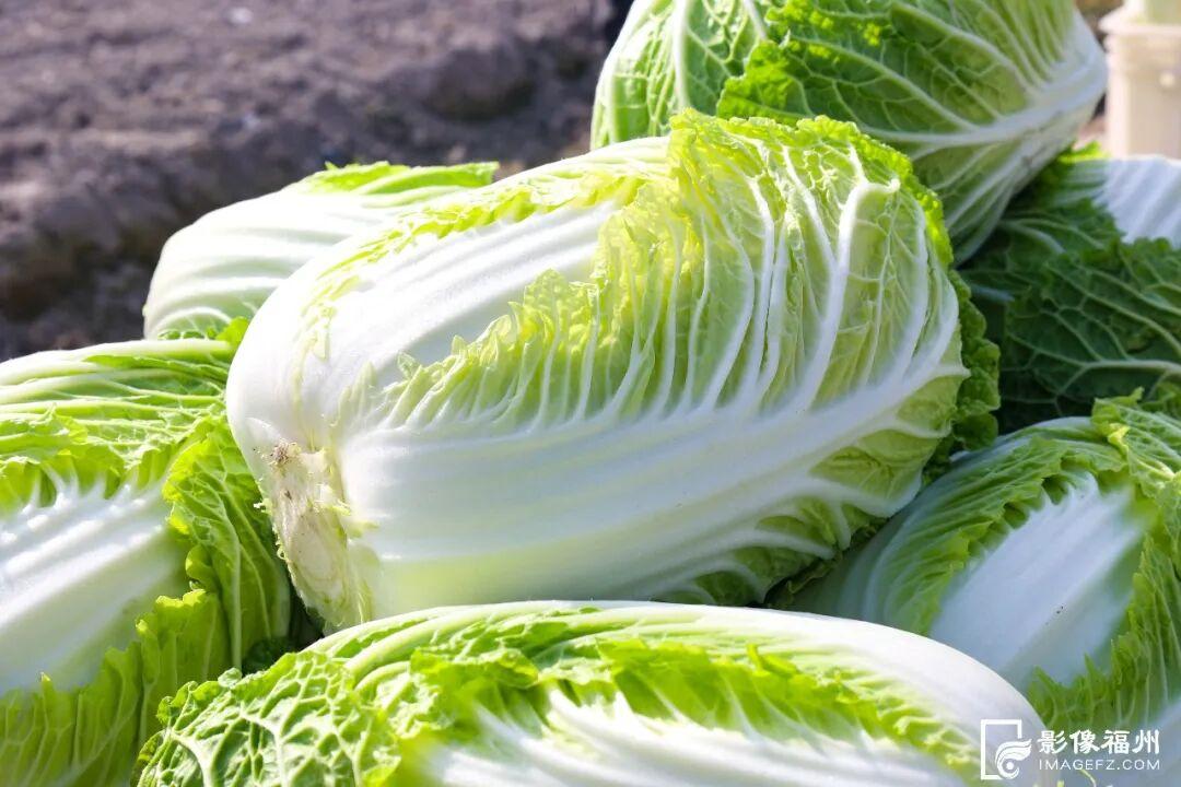 福州连江冬日美味：霜打白菜、仁山白粿、东岱白粿面上市啦(图4)