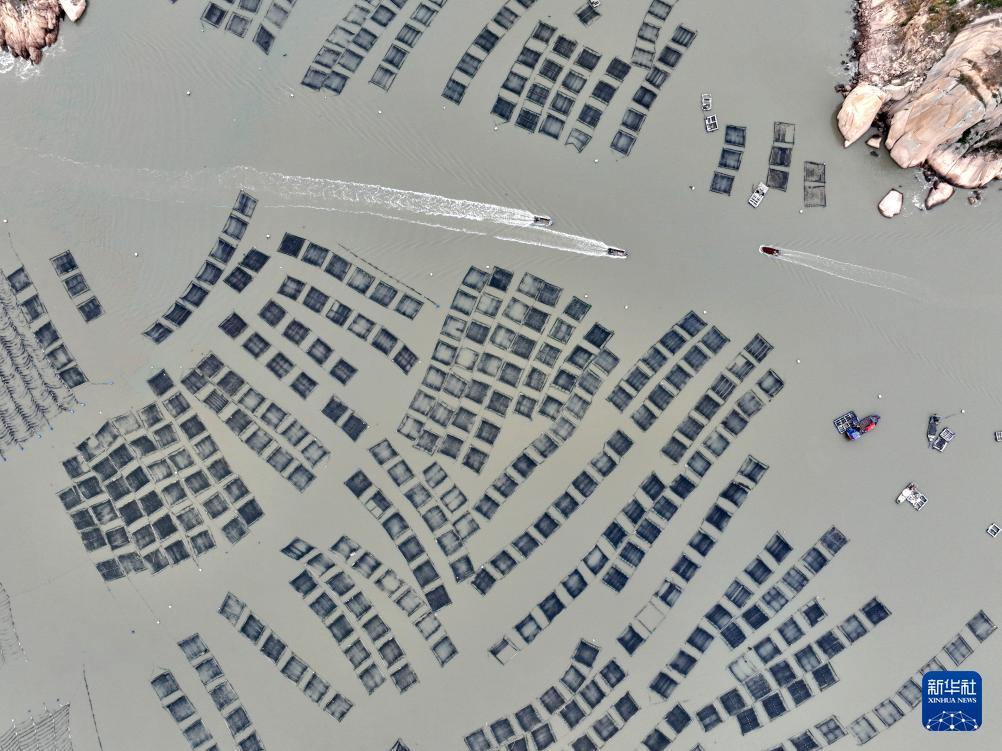 福建宁德冬季海上养殖忙，促产业发展助乡村振兴(图1)