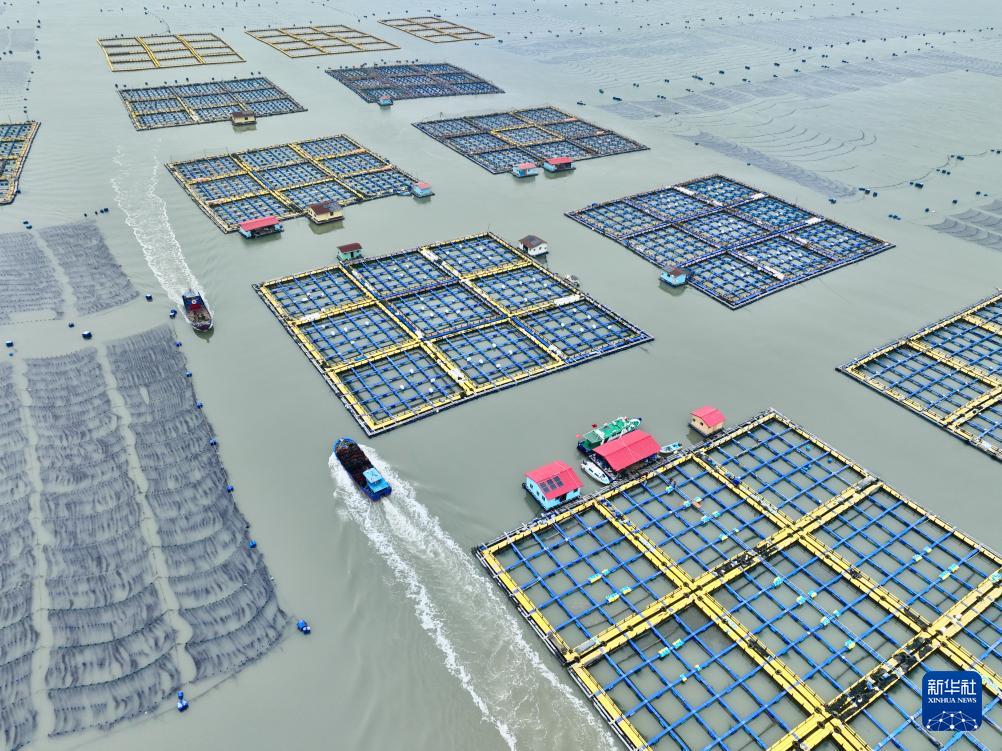 福建宁德冬季海上养殖忙，促产业发展助乡村振兴(图2)