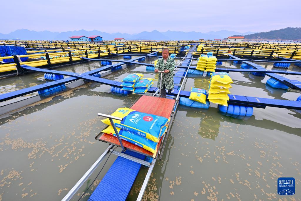 福建宁德冬季海上养殖忙，促产业发展助乡村振兴(图4)