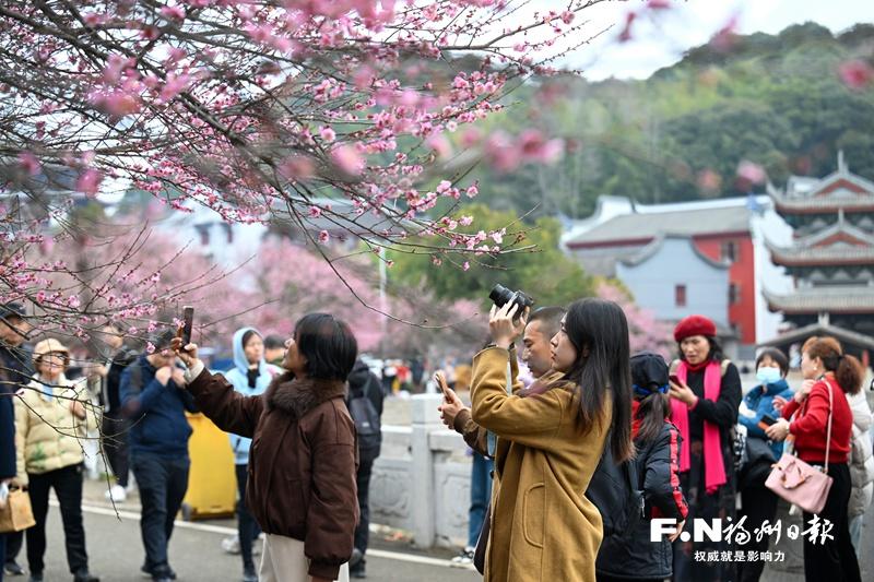 寒冬腊月鼓山相怀梅园等地梅花盛放，吸引众多游客前往赏梅(图2)