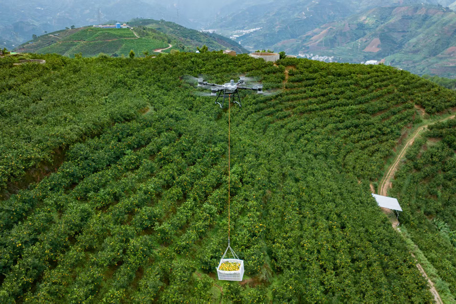 无人机成福建农民新农具，采摘喷药都好用，还有AI识别系统(图1)