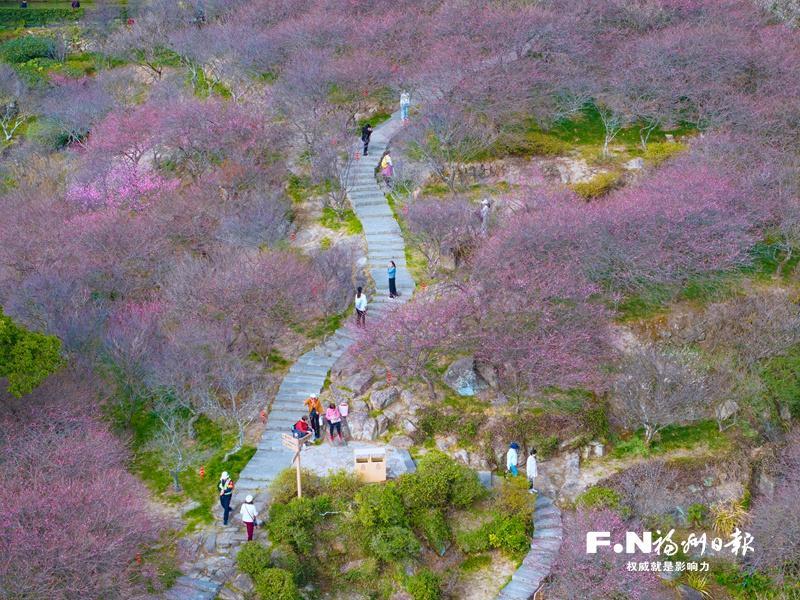 寒冬腊月鼓山相怀梅园等地梅花盛放，游客赏梅好去处