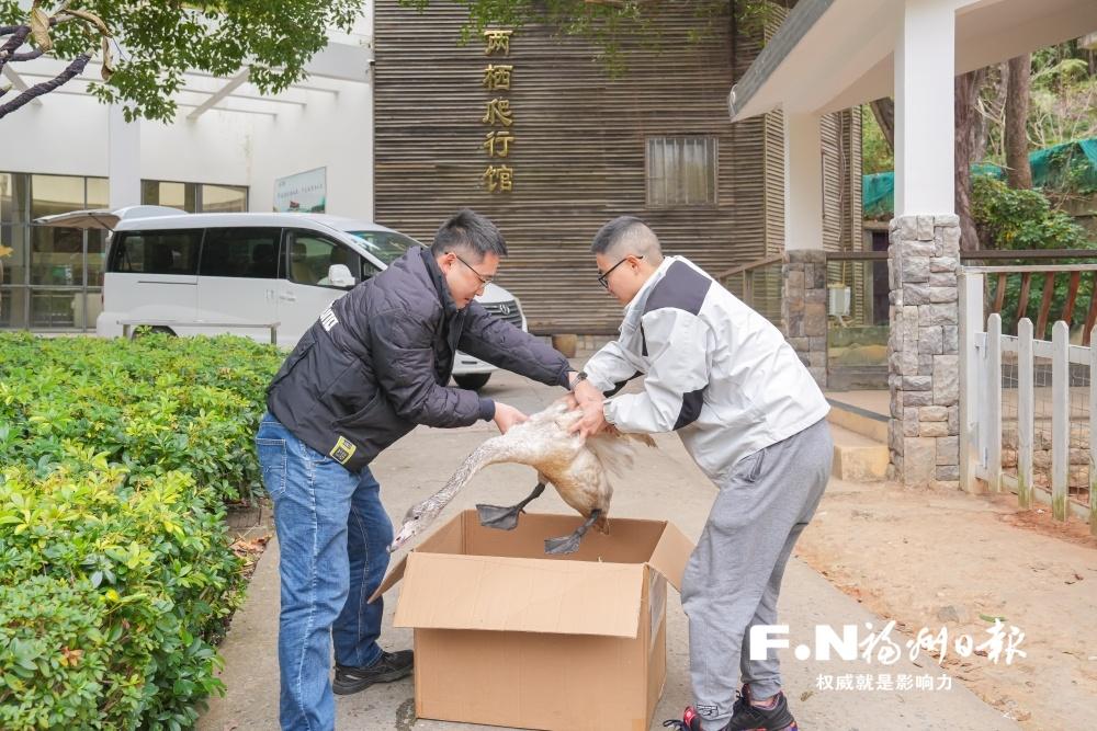 闽江河口湿地保护区：林少伟与受伤小天鹅梦翔的故事(图1)